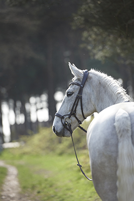 gfs-harmony-bridle3