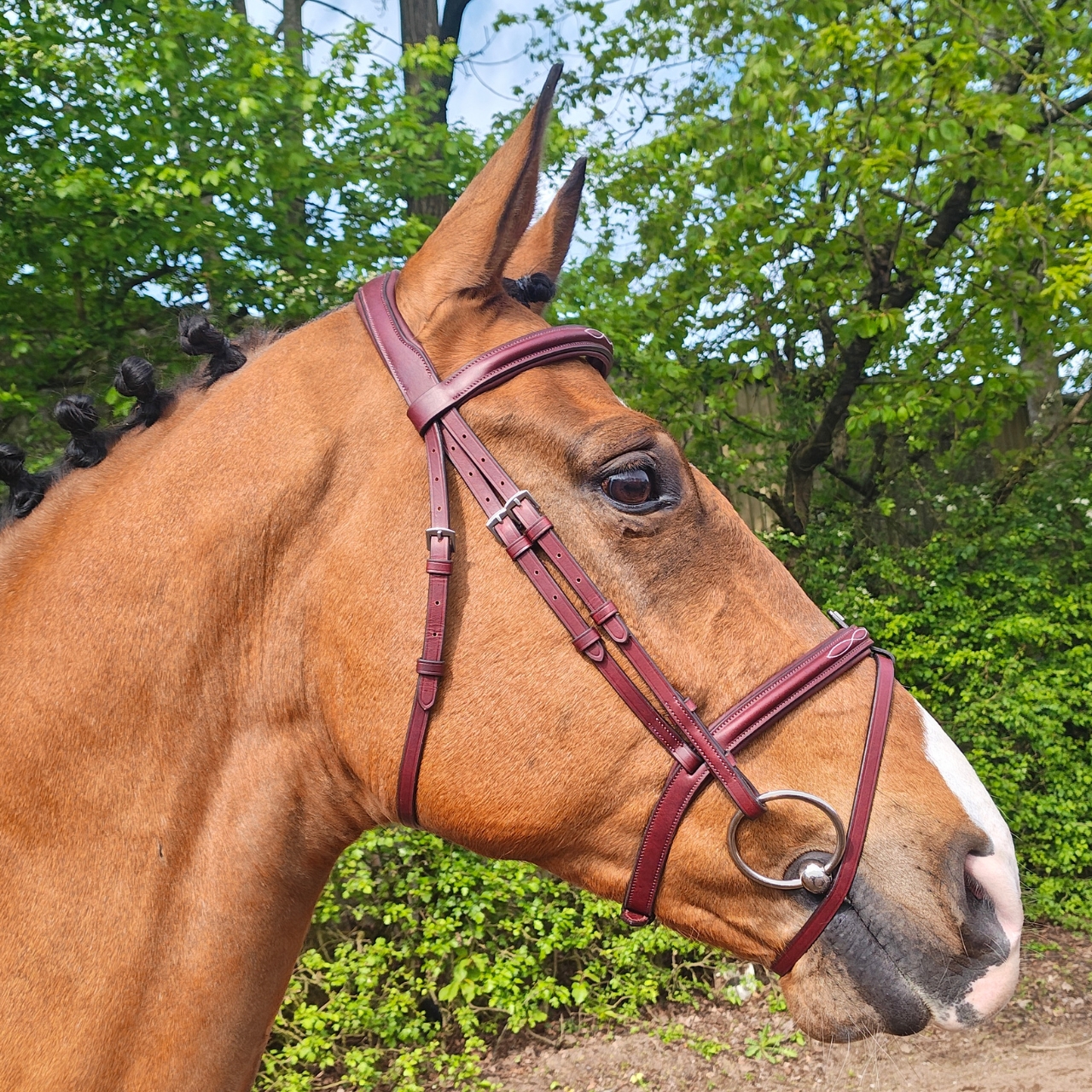 gfs-combi-flash-bridle2