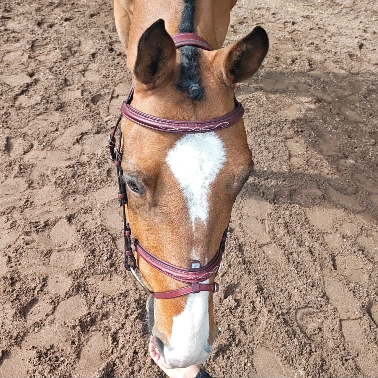 gfs-combi-flash-bridle3