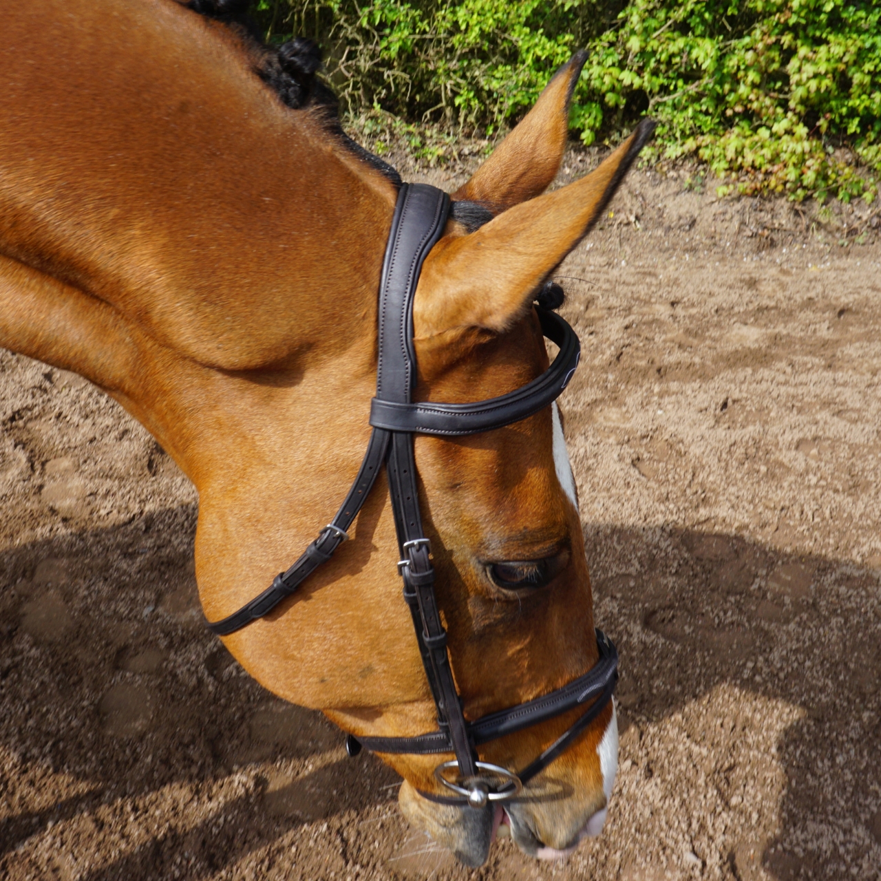 gfs-combi-flash-bridle3
