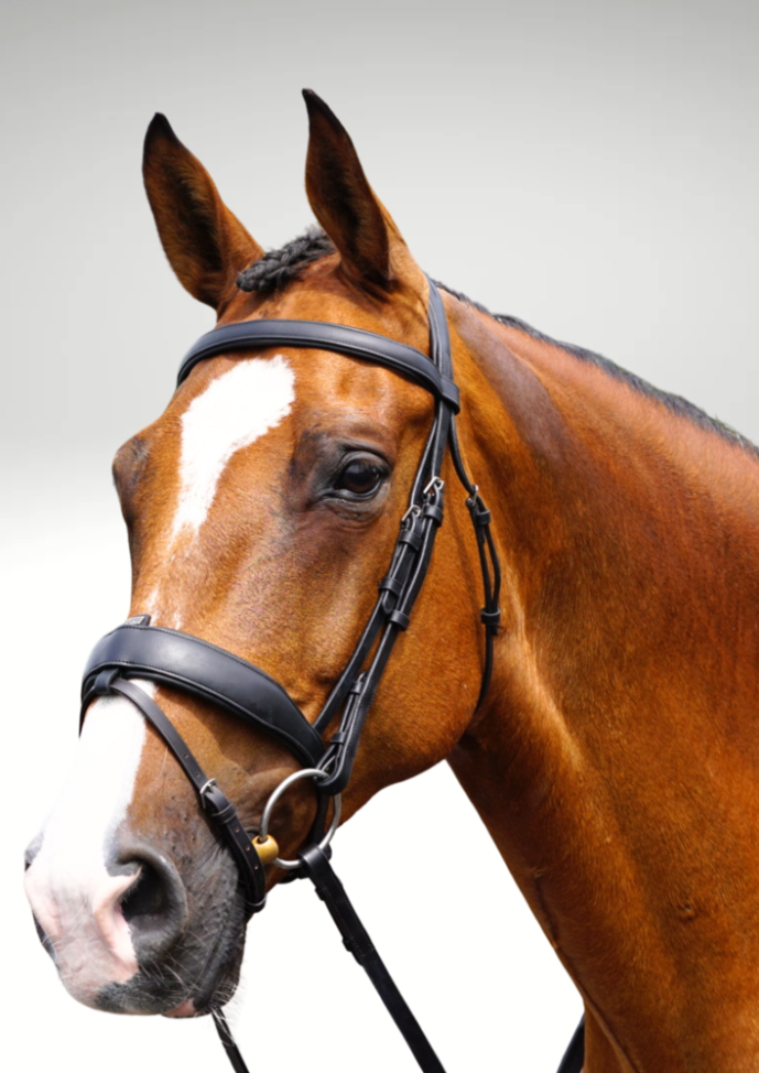 gfs-transition-combi-dressage-bridle2
