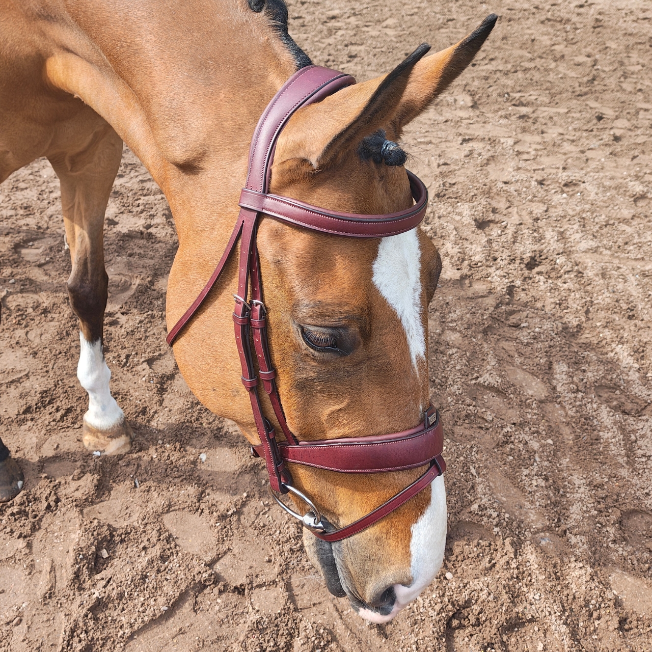 gfs-combi-dressage-bridle4