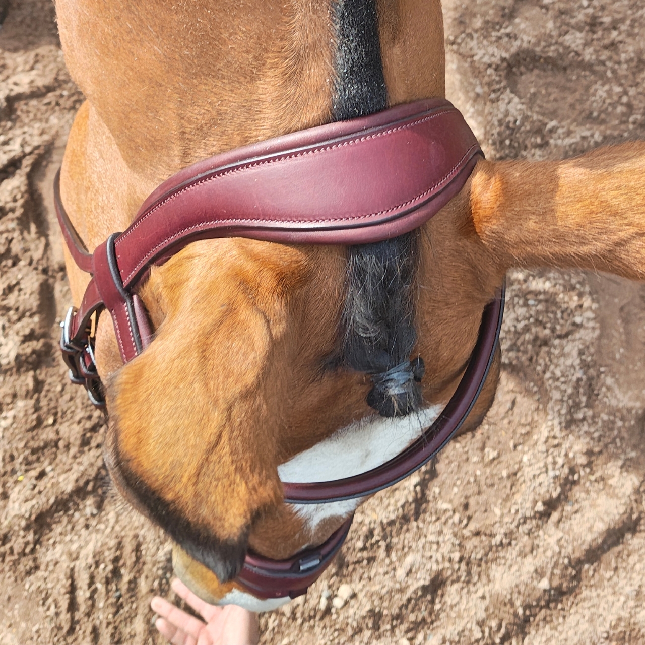 gfs-combi-dressage-bridle5