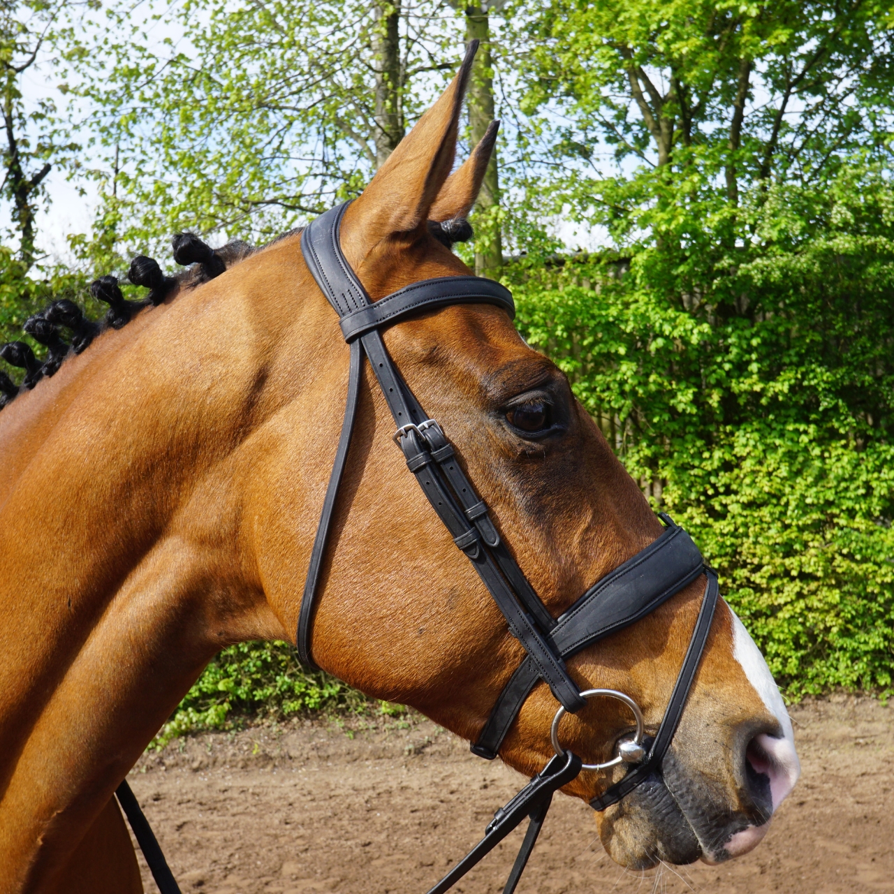 gfs-combi-dressage-bridle2