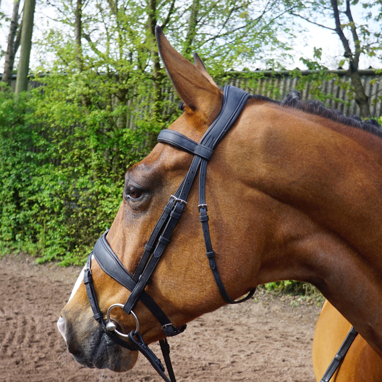 gfs-combi-dressage-bridle3