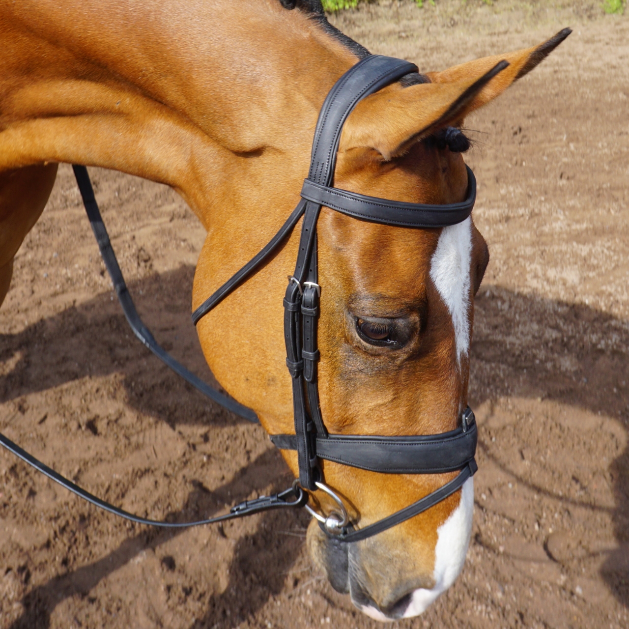 gfs-combi-dressage-bridle4