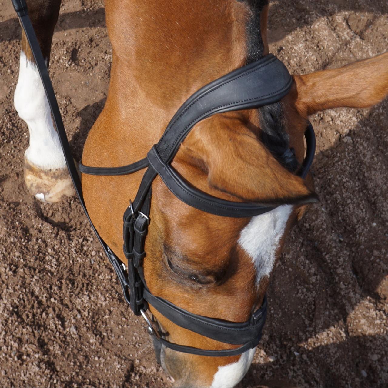gfs-combi-dressage-bridle5