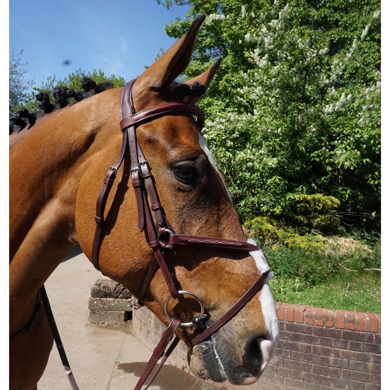 gfs-grackle-bridle2