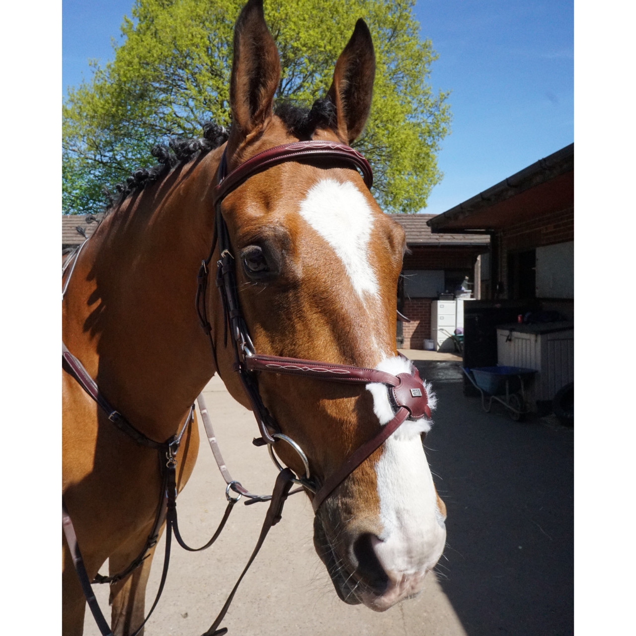 gfs-grackle-bridle3
