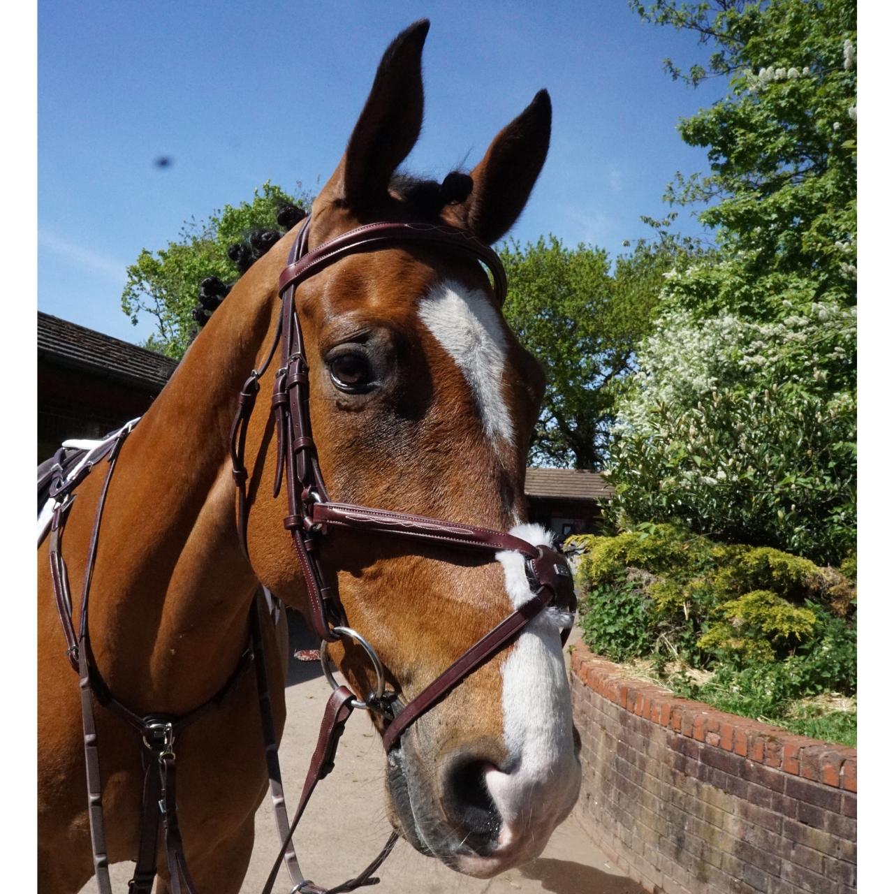 gfs-grackle-bridle4