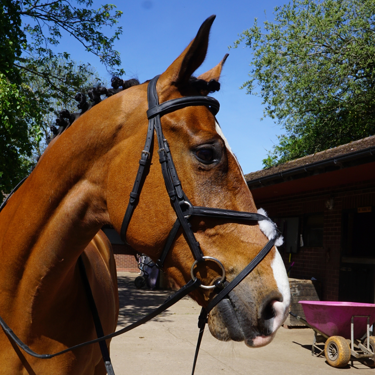 gfs-grackle-bridle2