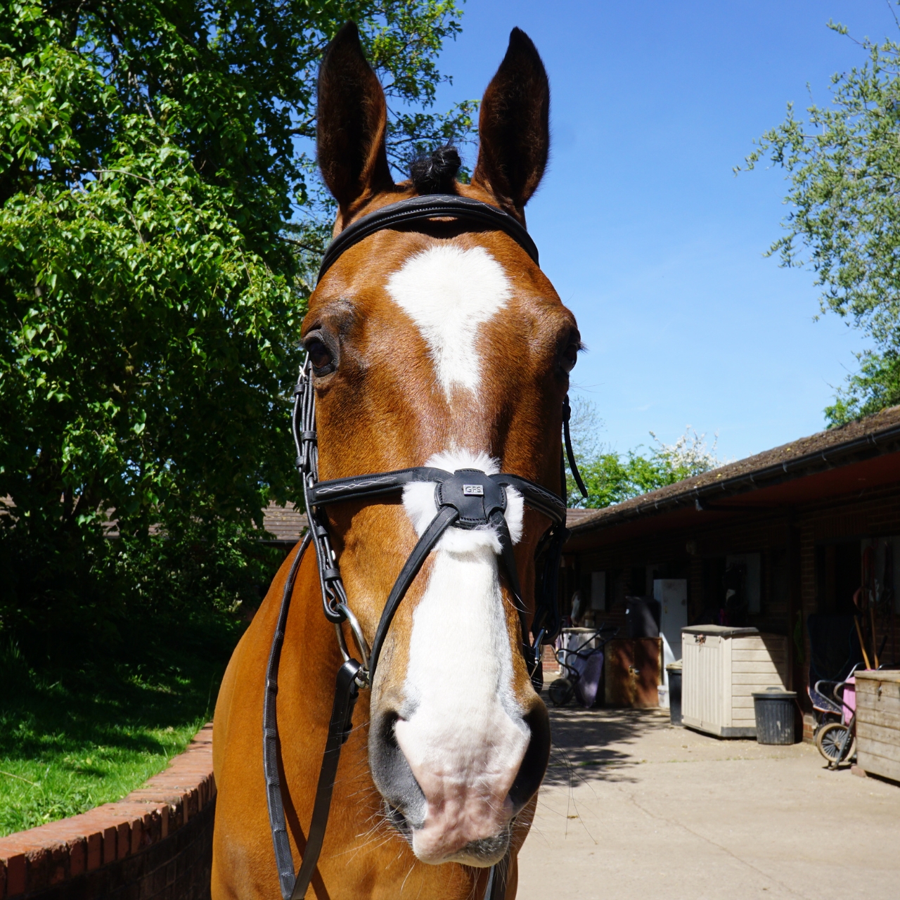 gfs-grackle-bridle3